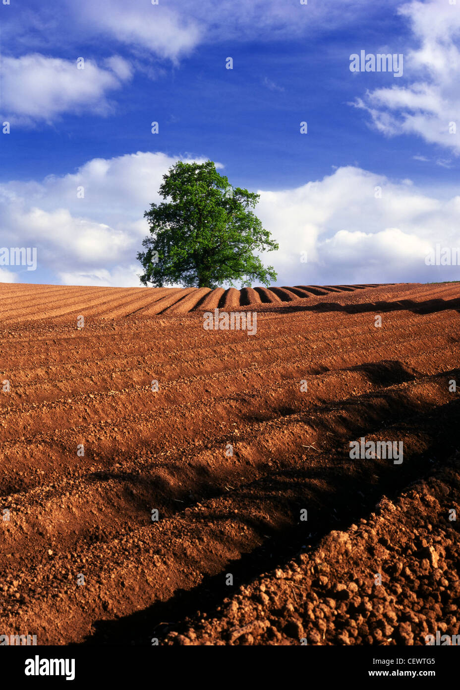 Oak tree in a ploughed field in Flaxley. Although Flaxley is a pleasant and picturesque area, it has a strong industrial past, n Stock Photo