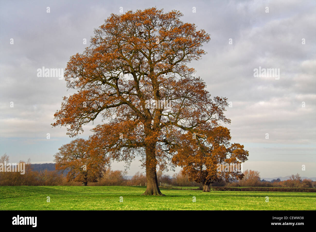 Oak tree on the River Severn floodplain. The River Severn is 350km long and flows from its source in the Cambrian Mountains in W Stock Photo