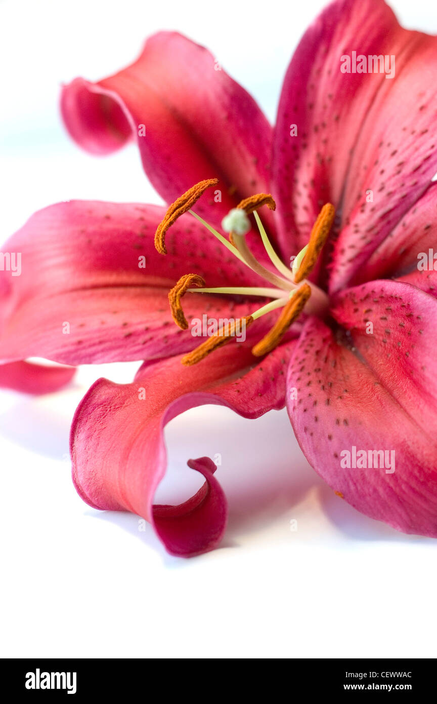 Bright pink lily flower Stock Photo Alamy