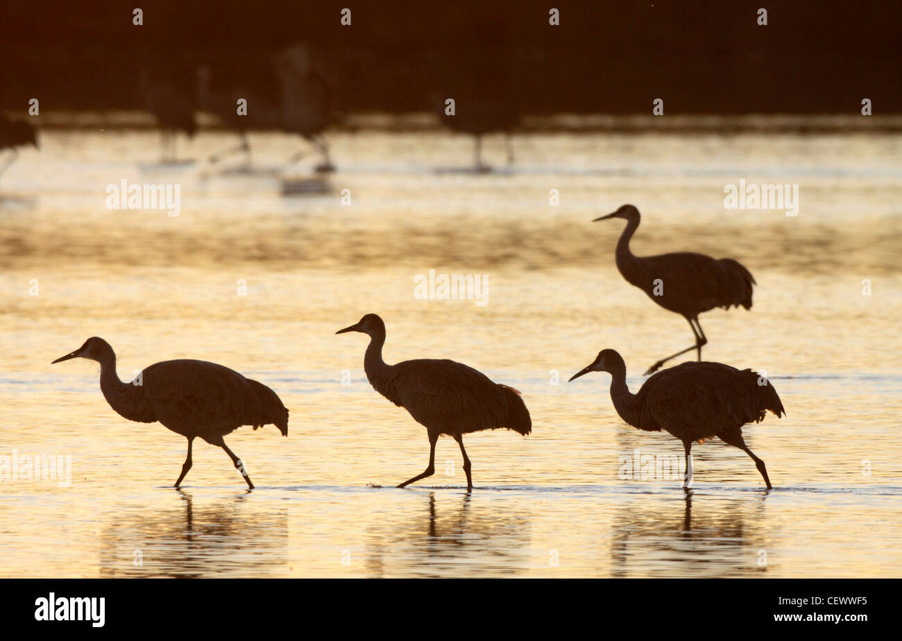Sandhill cranes, Bosque del Apache, New Mexico USA Stock Photo Alamy