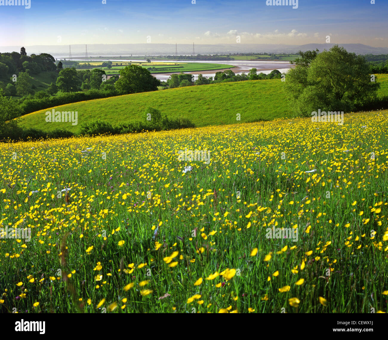 Buttercups in fields around the River Severn near Newnham-on-Severn. In Roman times, three important roads (including the major Stock Photo