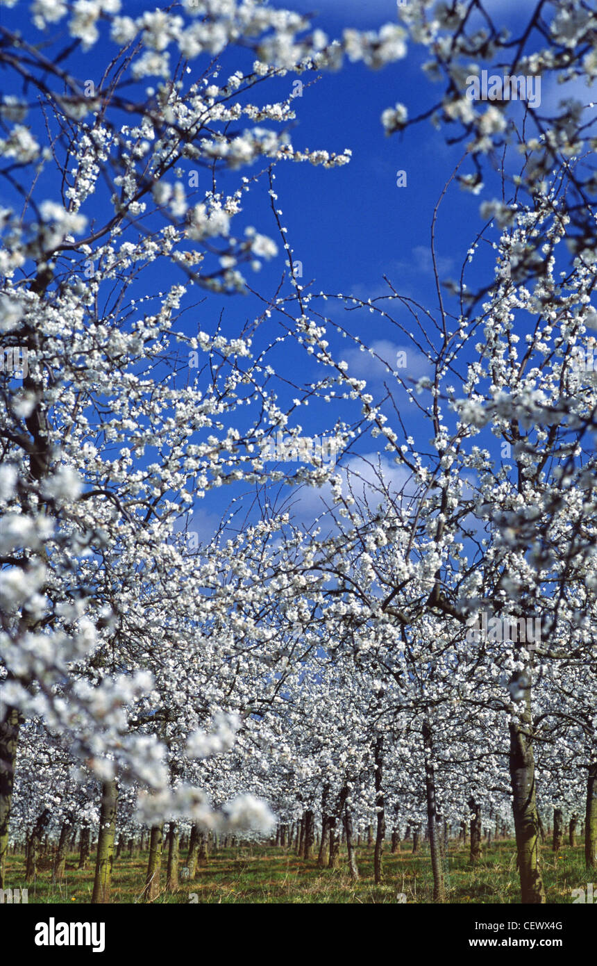 Fruit trees in blossom at Glewstone. Herefordshire currently makes around half of the cider and perry consumed in the UK. Stock Photo