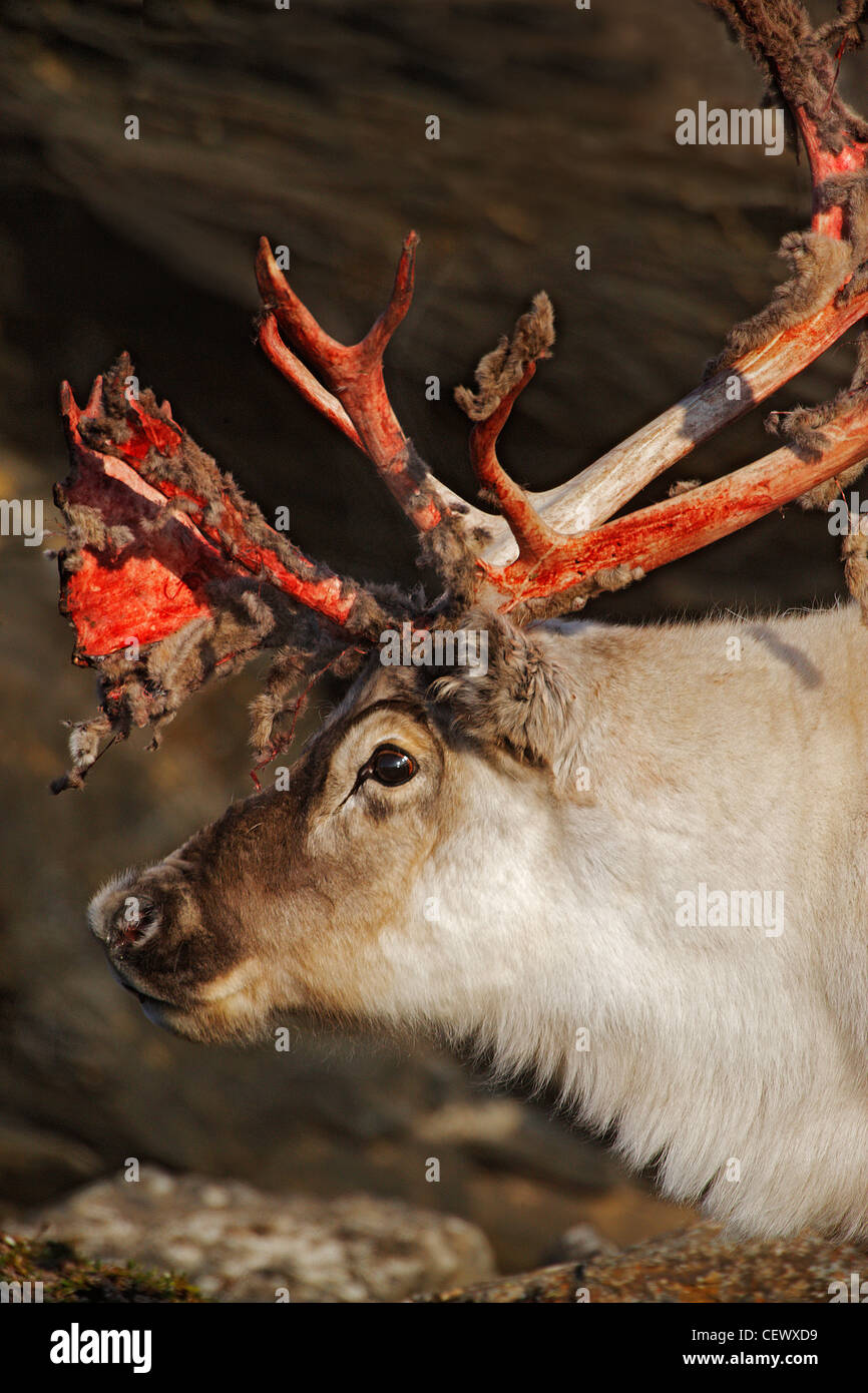 Deers Antler High Resolution Stock Photography and Images Alamy