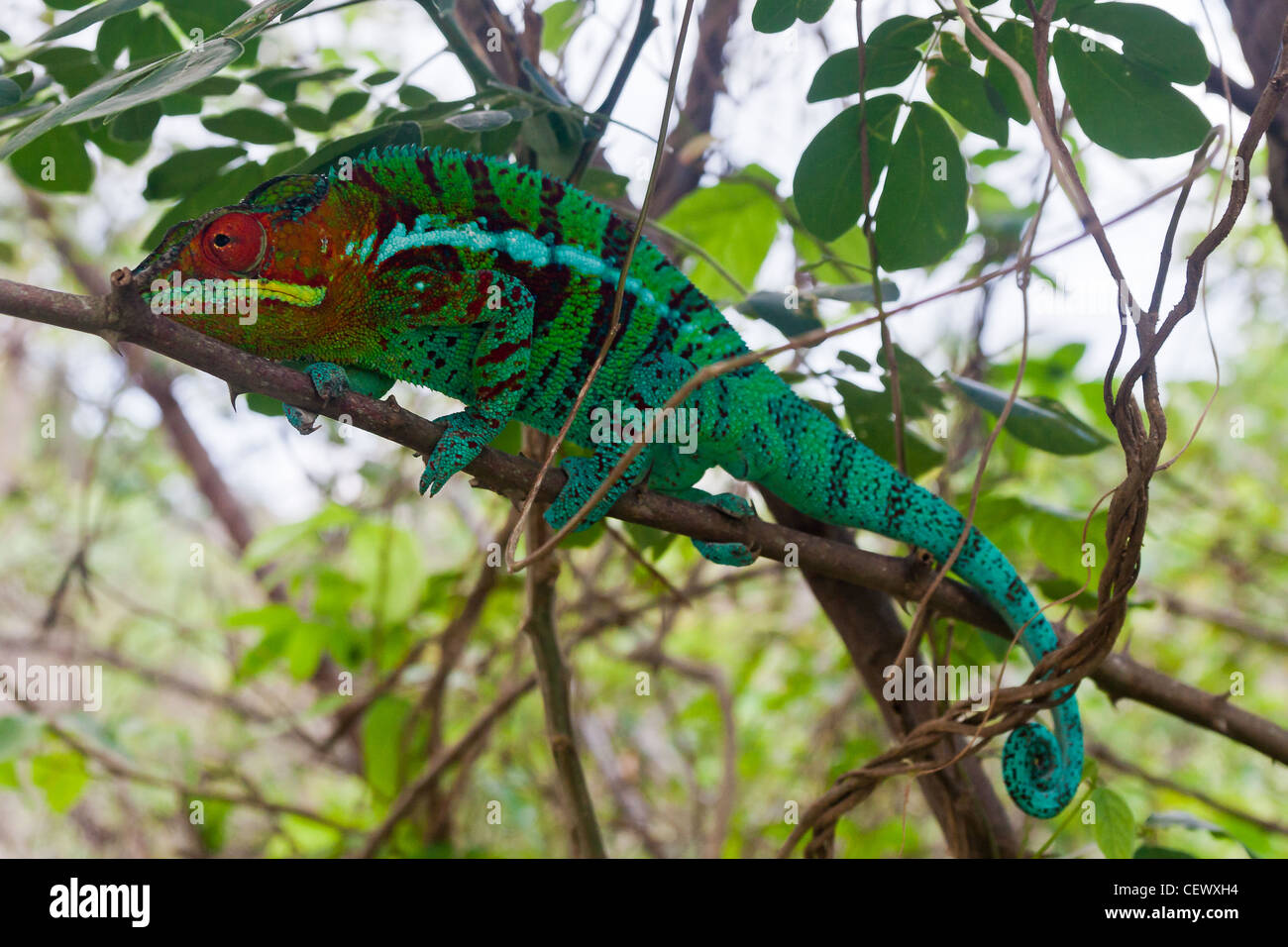 Panther chameleon in the north of Madagascar Stock Photo