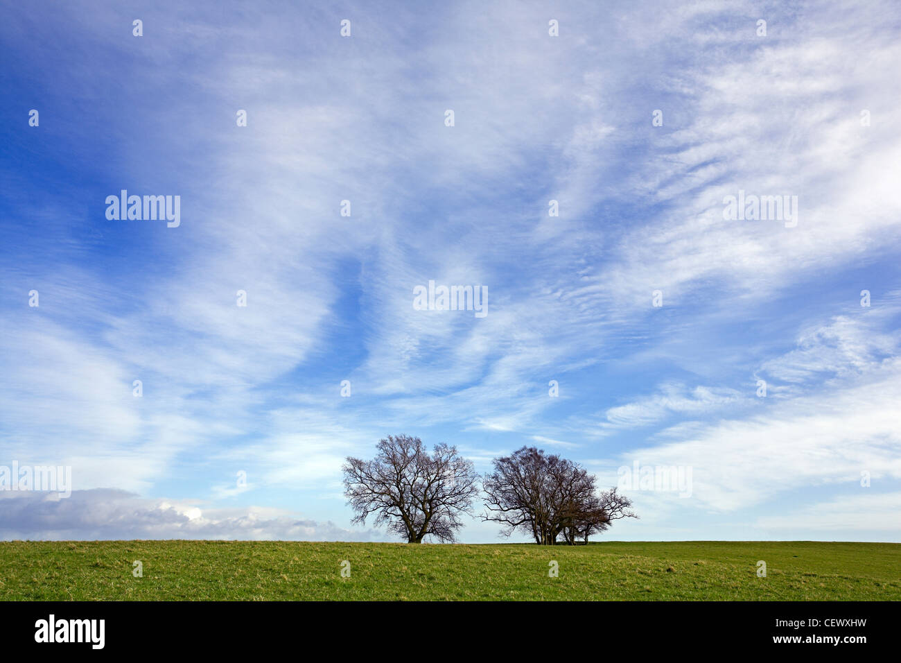 Two trees in open fields under a clearing sky. Stock Photo