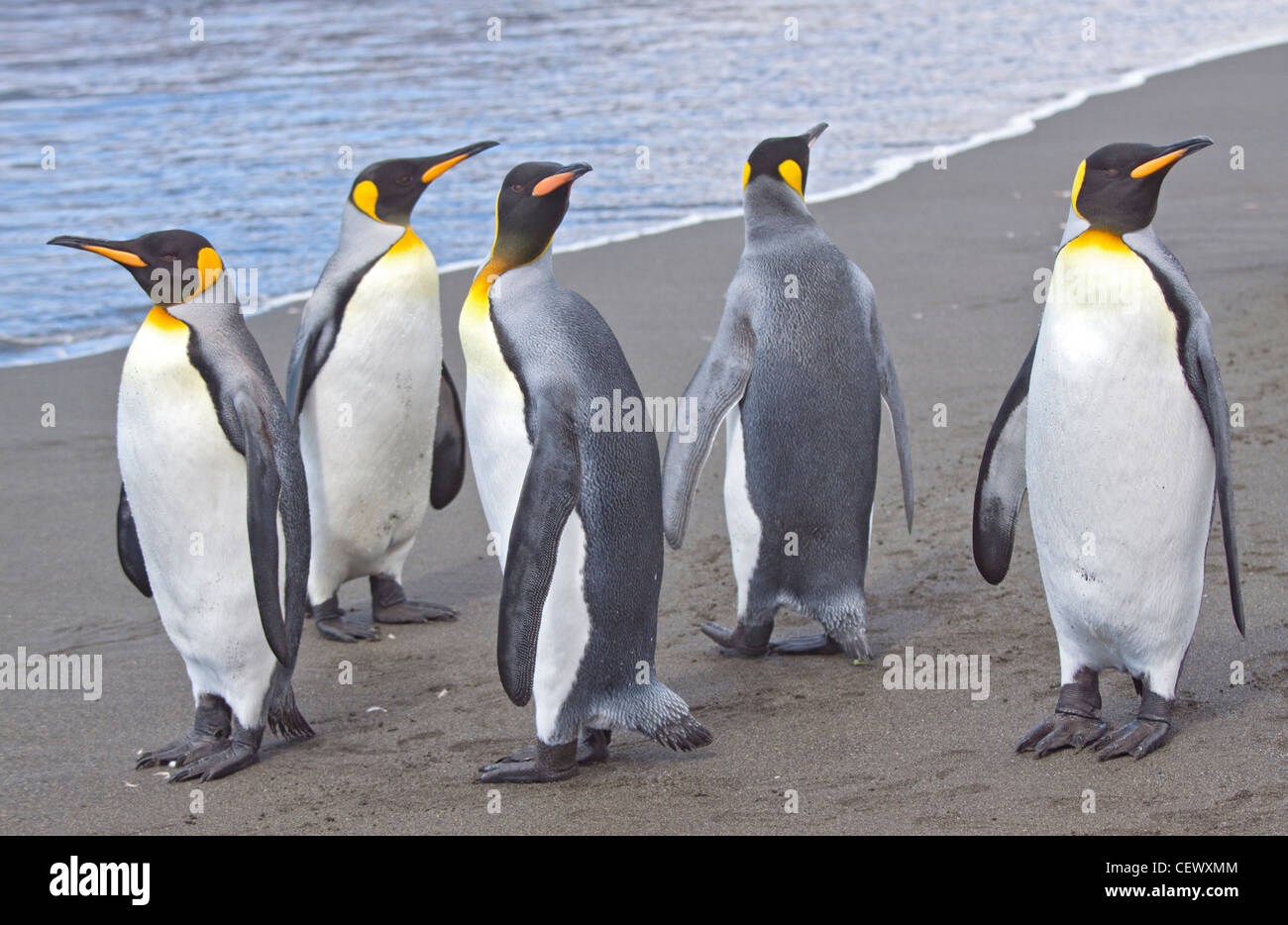 King Penguins (aptenodytes patagonicus), St Andrews Bay, South Georgia Stock Photo