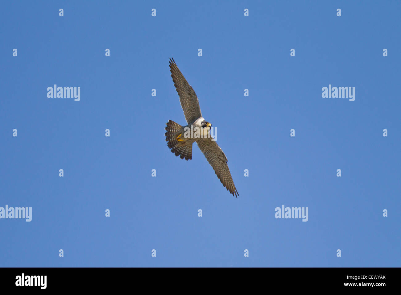 Wanderfalke, Falco peregrinus, peregrine falcon Stock Photo