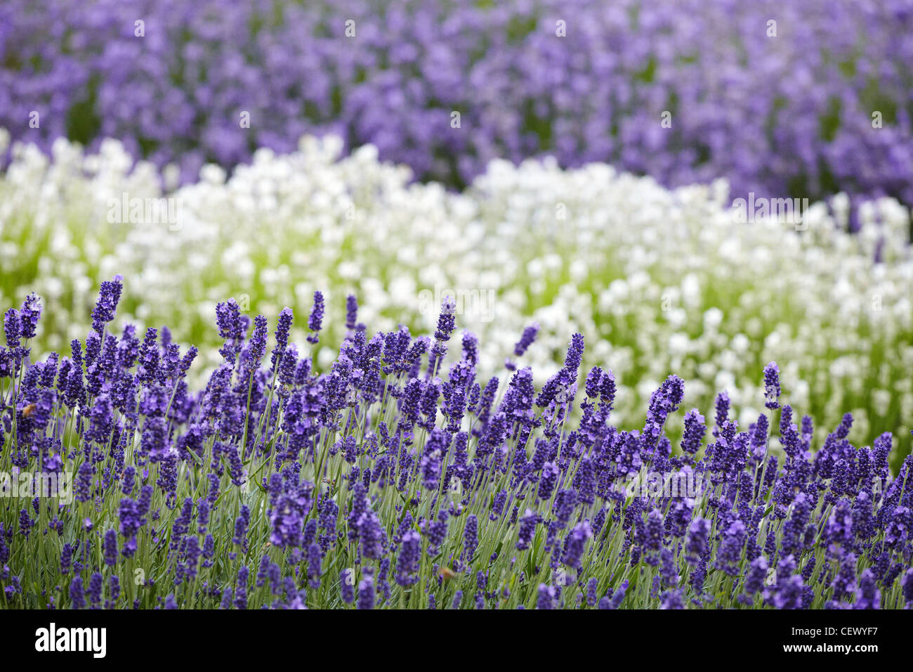 rows of white and purple lavender growing in a field at Snowshill Lavender Farm,  The Cotswolds, England, UK Stock Photo