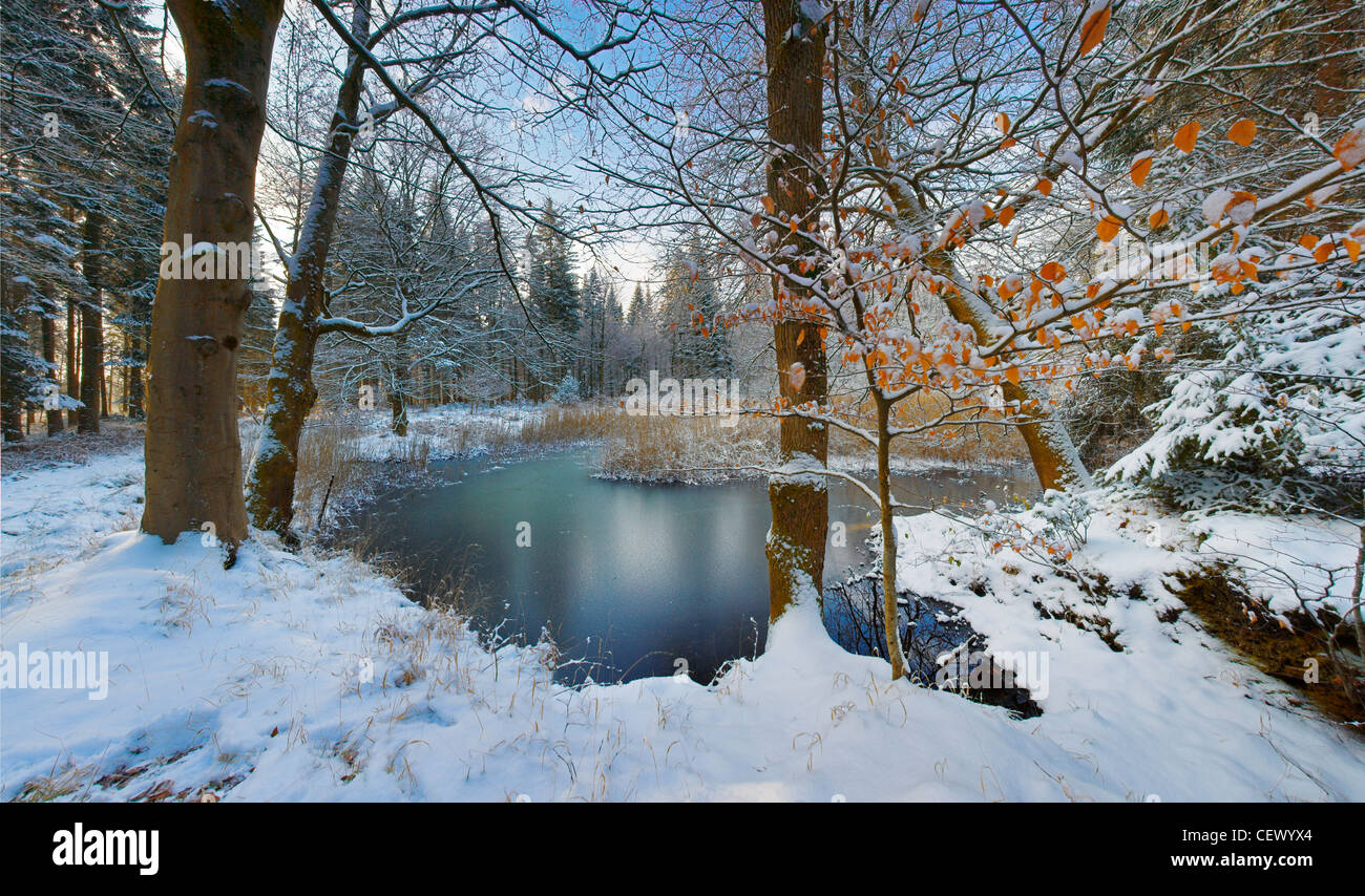Snow covering woodland at Cinderford on the eastern edge of the Royal Forest of Dean. Stock Photo