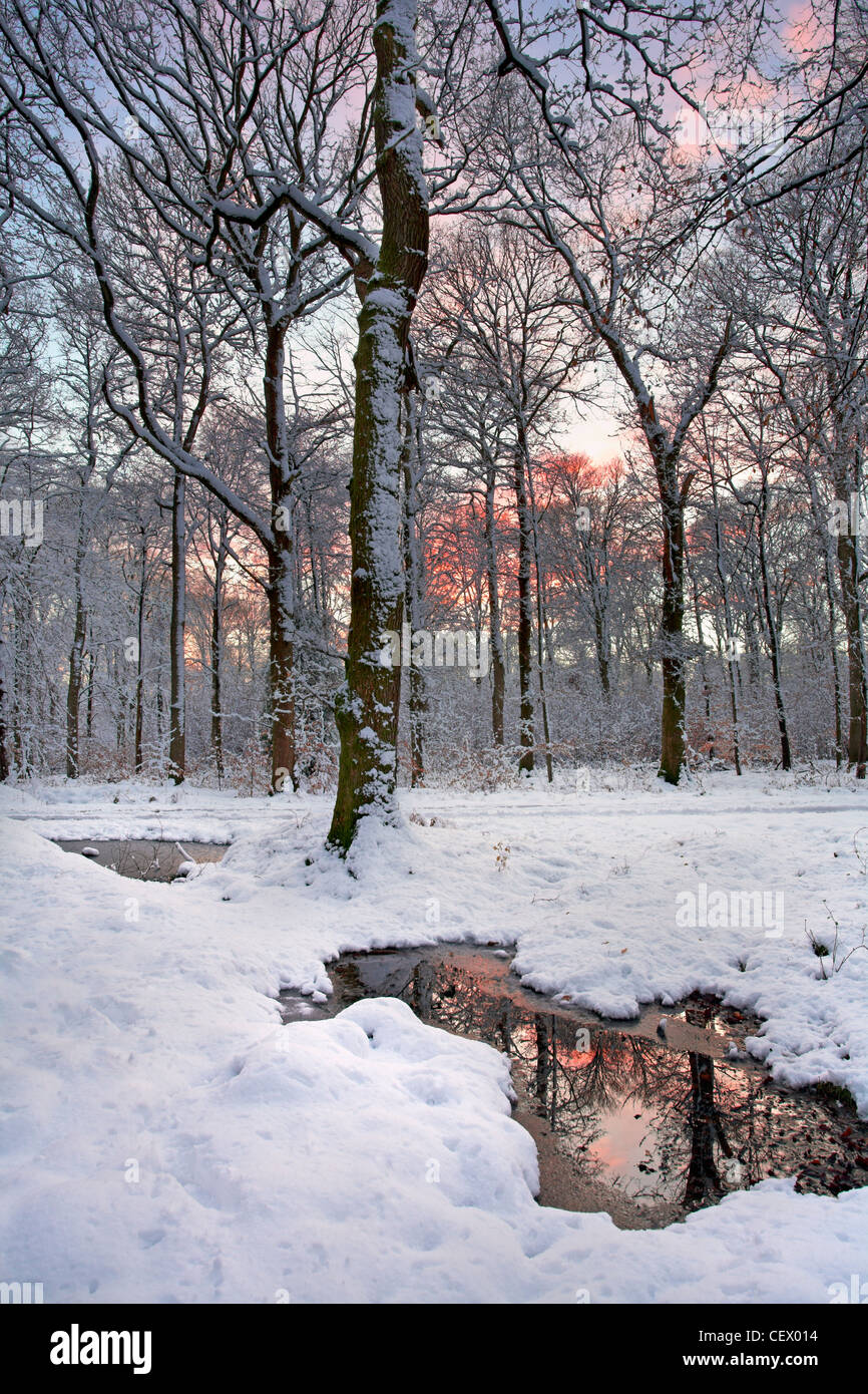 Snow covering woodland at Cinderford on the eastern edge of the Royal Forest of Dean. Stock Photo