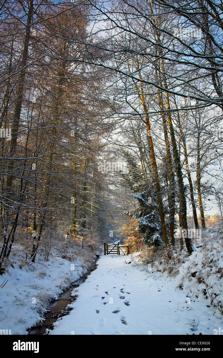 Footprints on a snow covered path by a stream, leading to a gate in the Royal Forest of Dean. Stock Photo