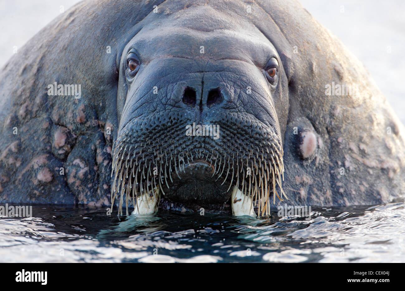 Walrus close-up, old scarred male, Svalbard, Norway Stock Photo