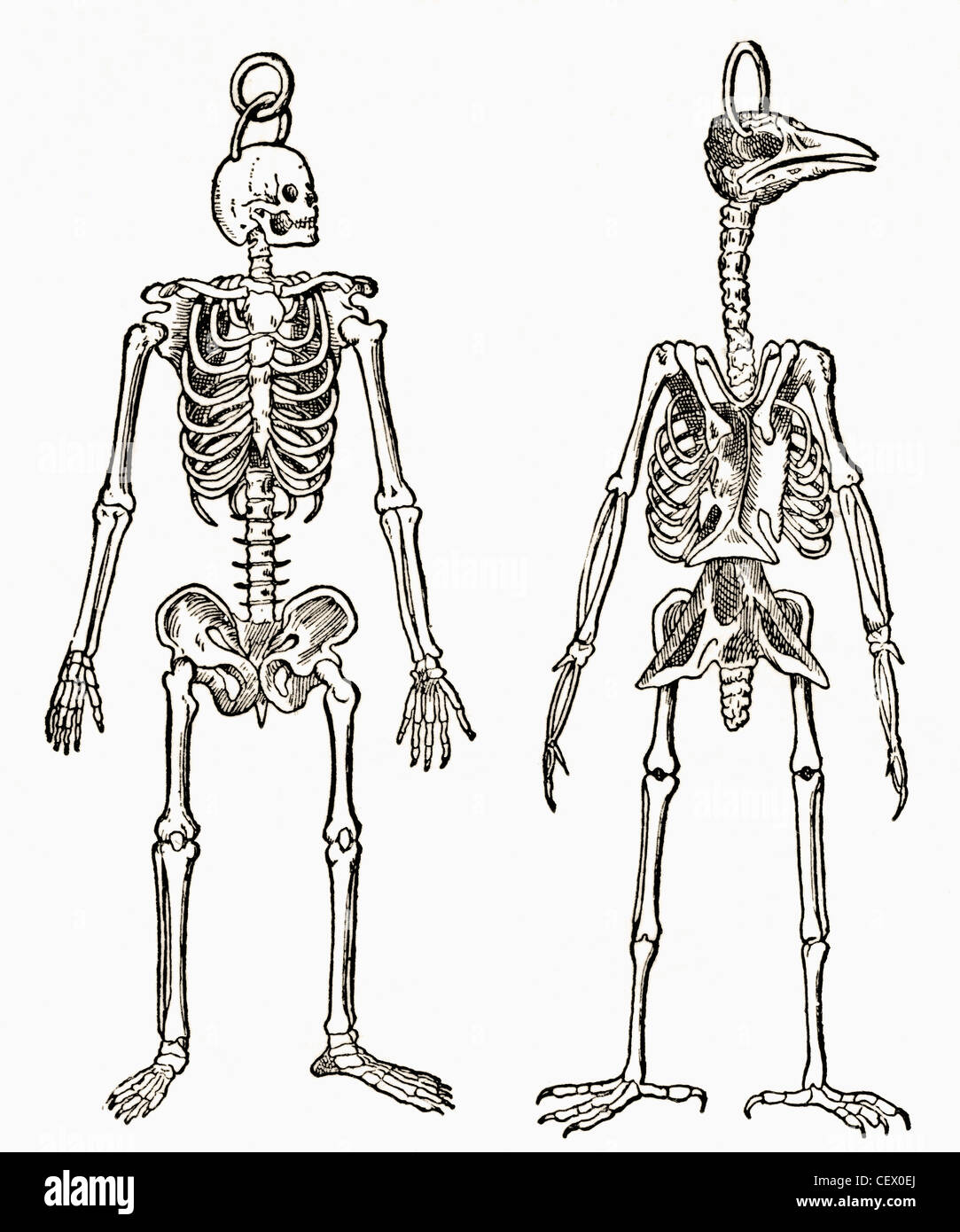 Skeletons of a man and a bird drawn to the same scale. From The Strand Magazine published 1897. Stock Photo