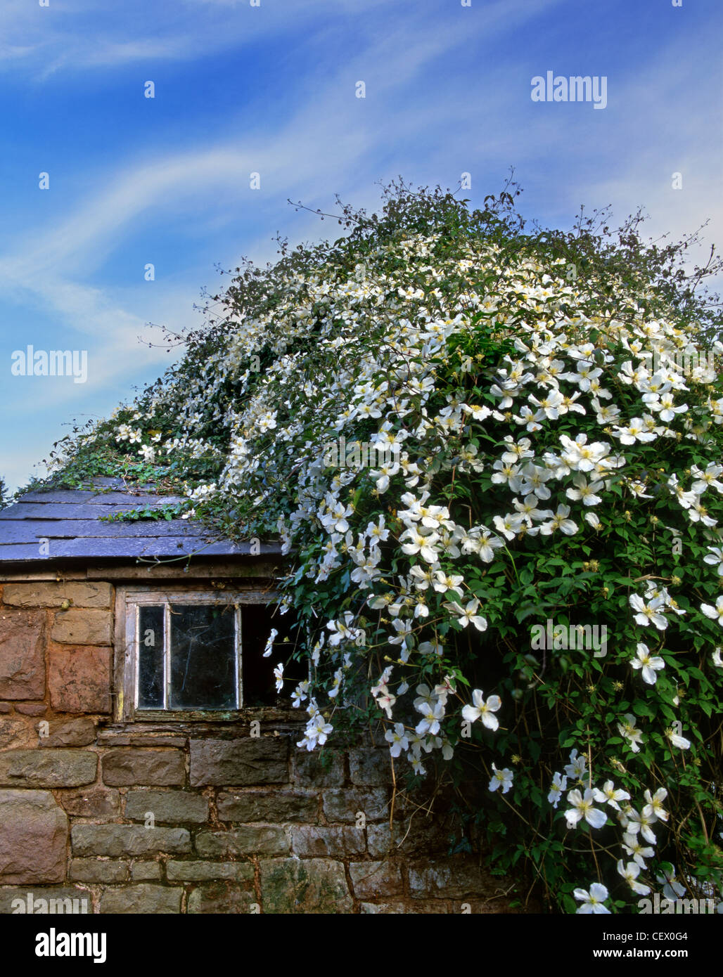 White Clematis growing over an old stone shed. Stock Photo
