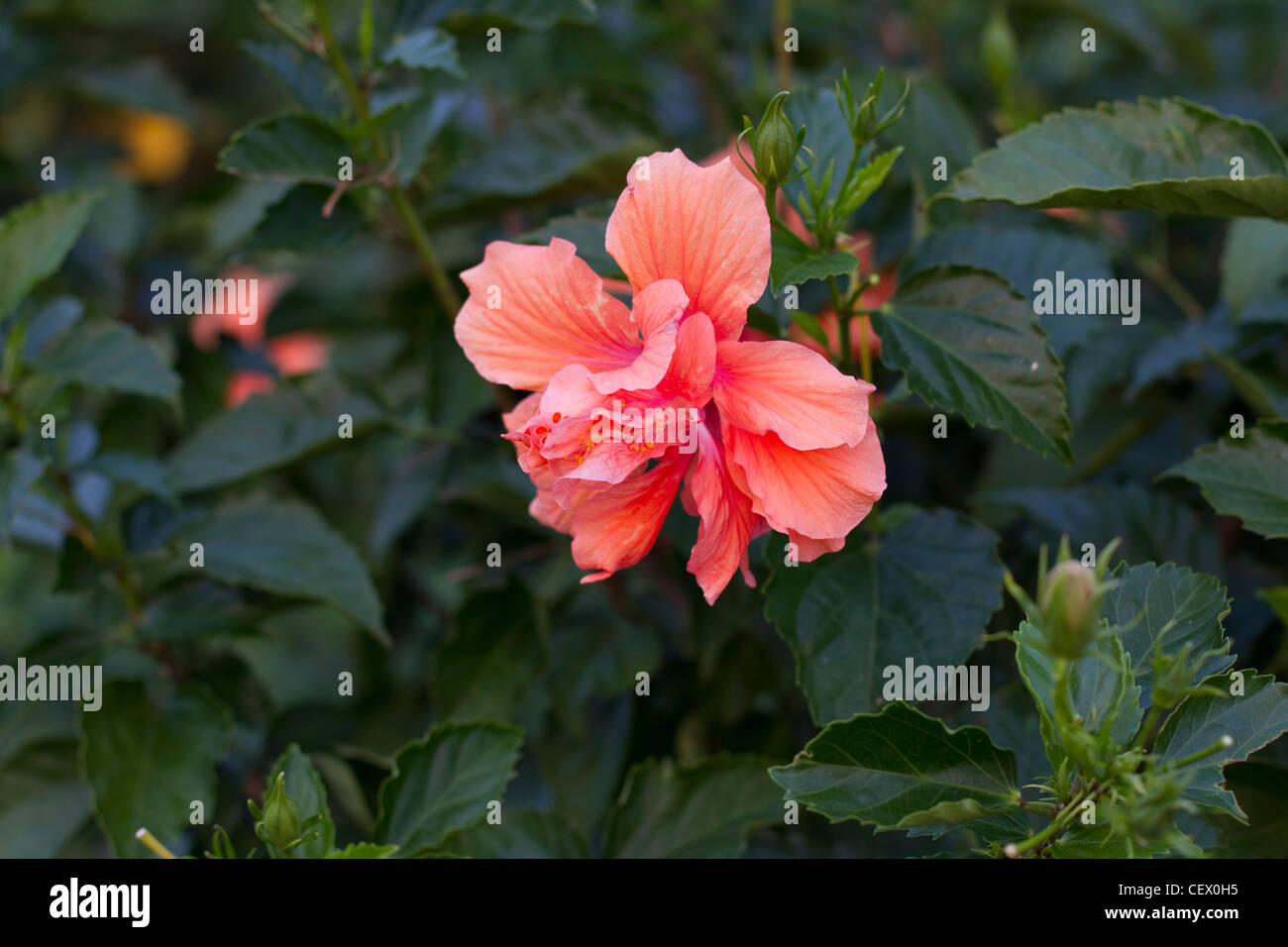 hibiscus pink flowers Stock Photo - Alamy