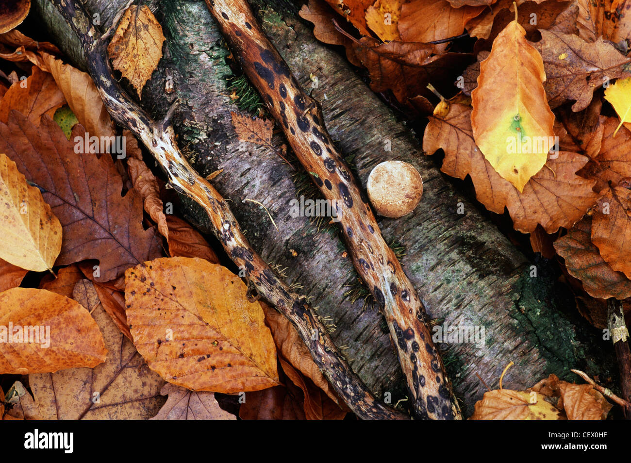 Autumn leaves and fallen Birch on the forest floor. Stock Photo