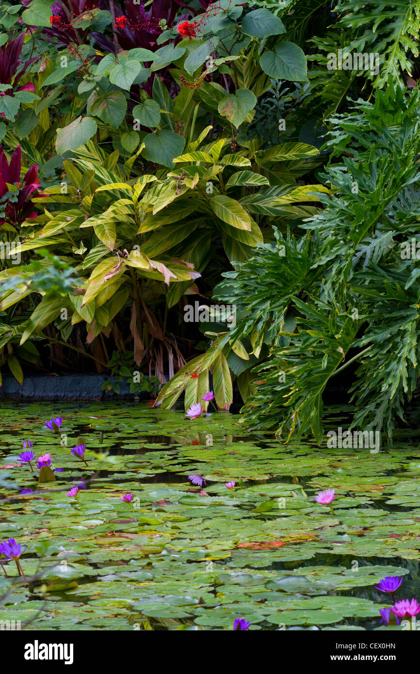 water lilies in a pond Stock Photo