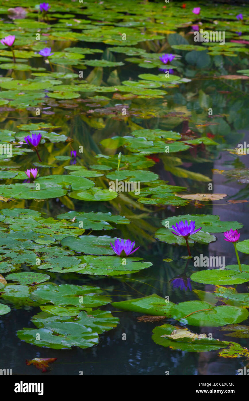 water lilies in a pond Stock Photo Alamy