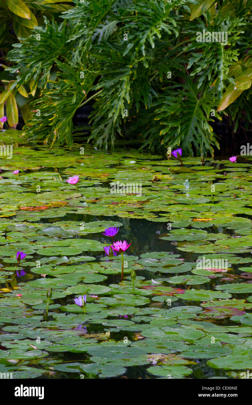 Pond with water lilies hires stock photography and images Alamy