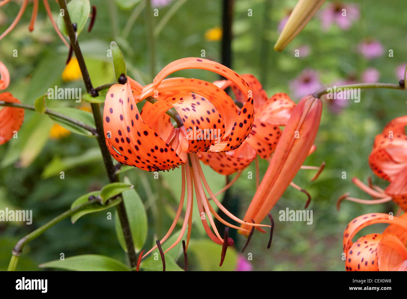 Tiger lily Stock Photo