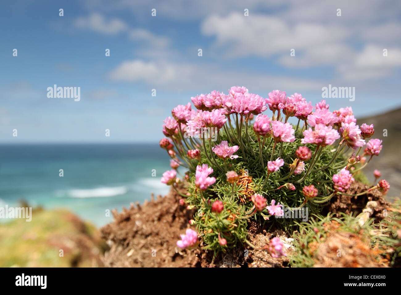 Close-up of Sea thrift (Sea pink, Armeria maritima) on a cliff top between Newquay and Mawgan Porth on the Cornish coast. Stock Photo