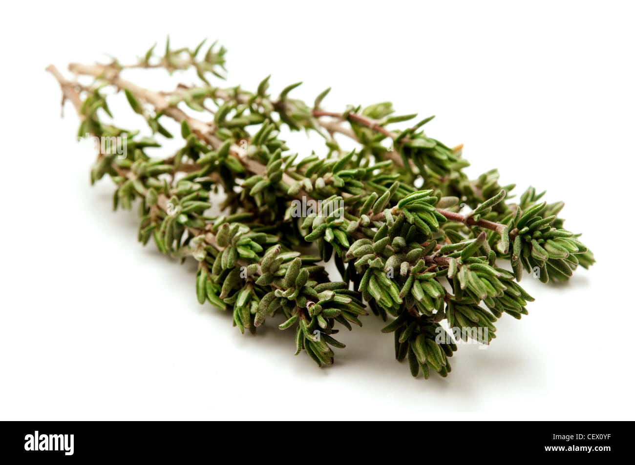 Sprig of thyme on a white background Stock Photo