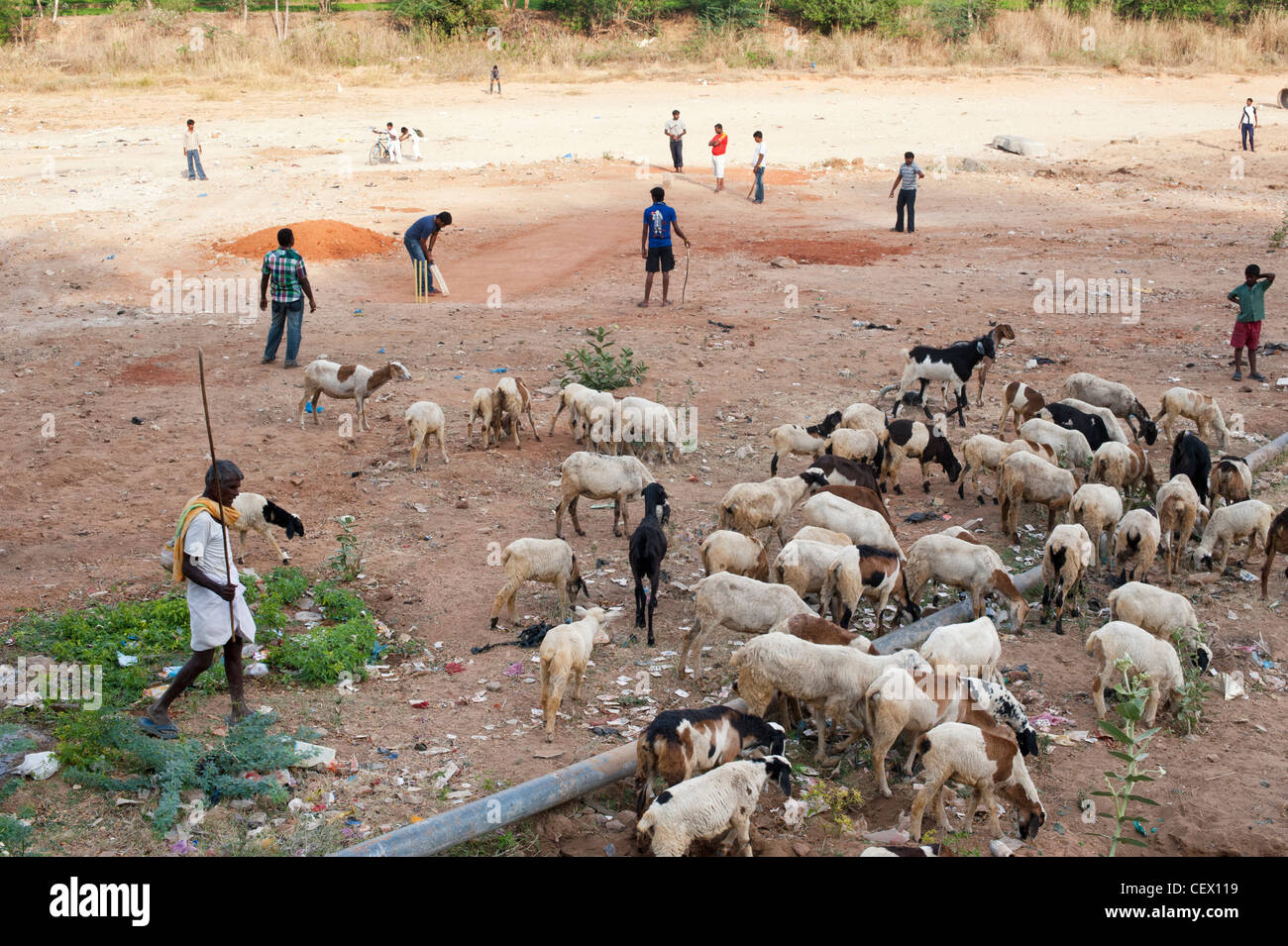 Herding domesticated goats in front of Indian boys playing cricket on a dry river bed. Puttaparthi, Andhra Pradesh, India Stock Photo