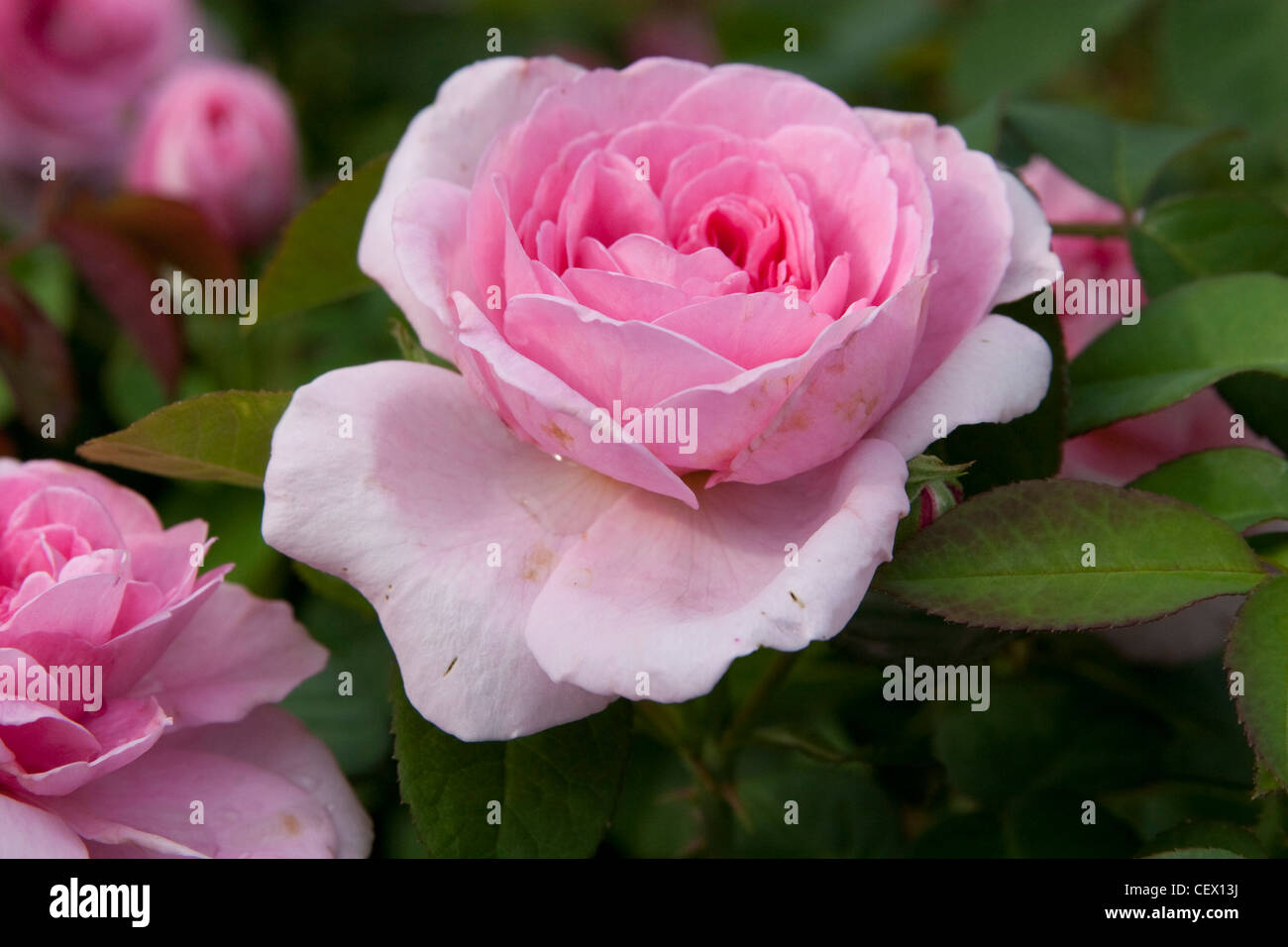 pink rose Stock Photo