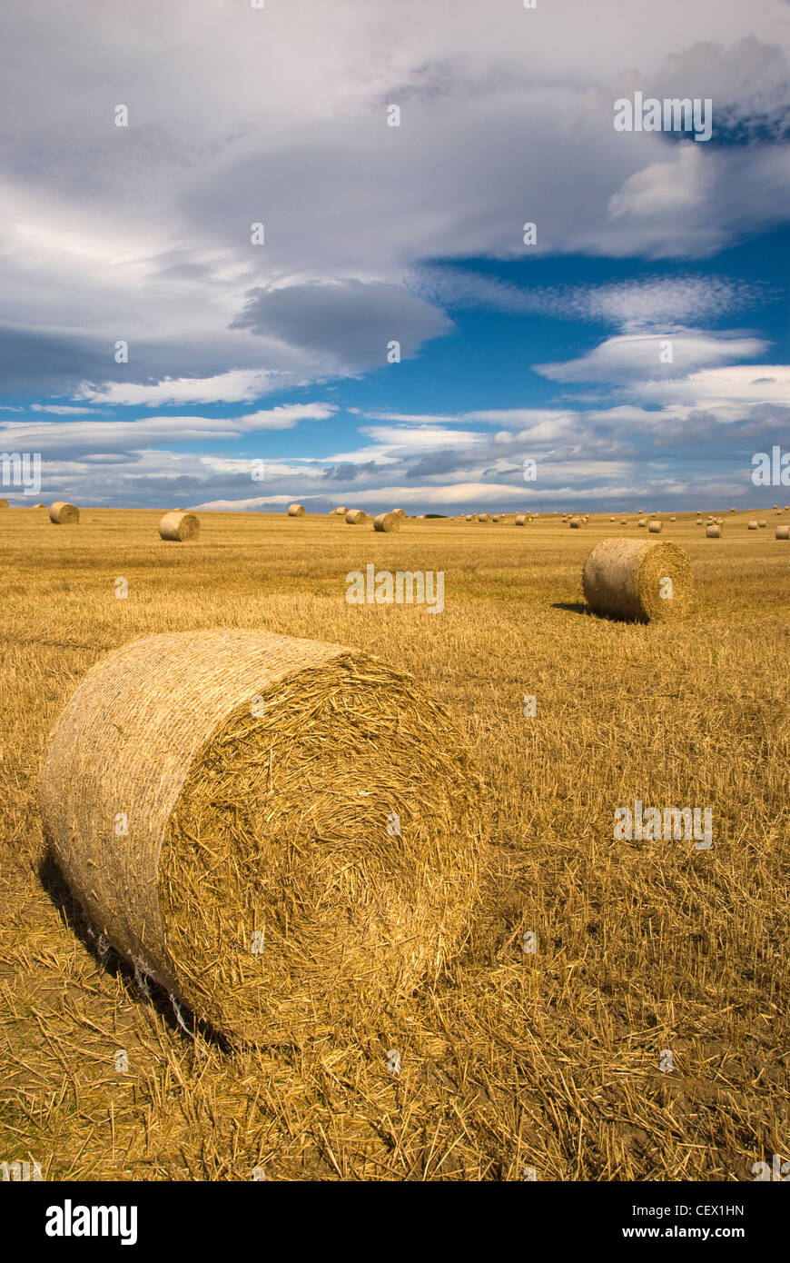 Detail of straw bales after a harvest Stock Photo - Alamy