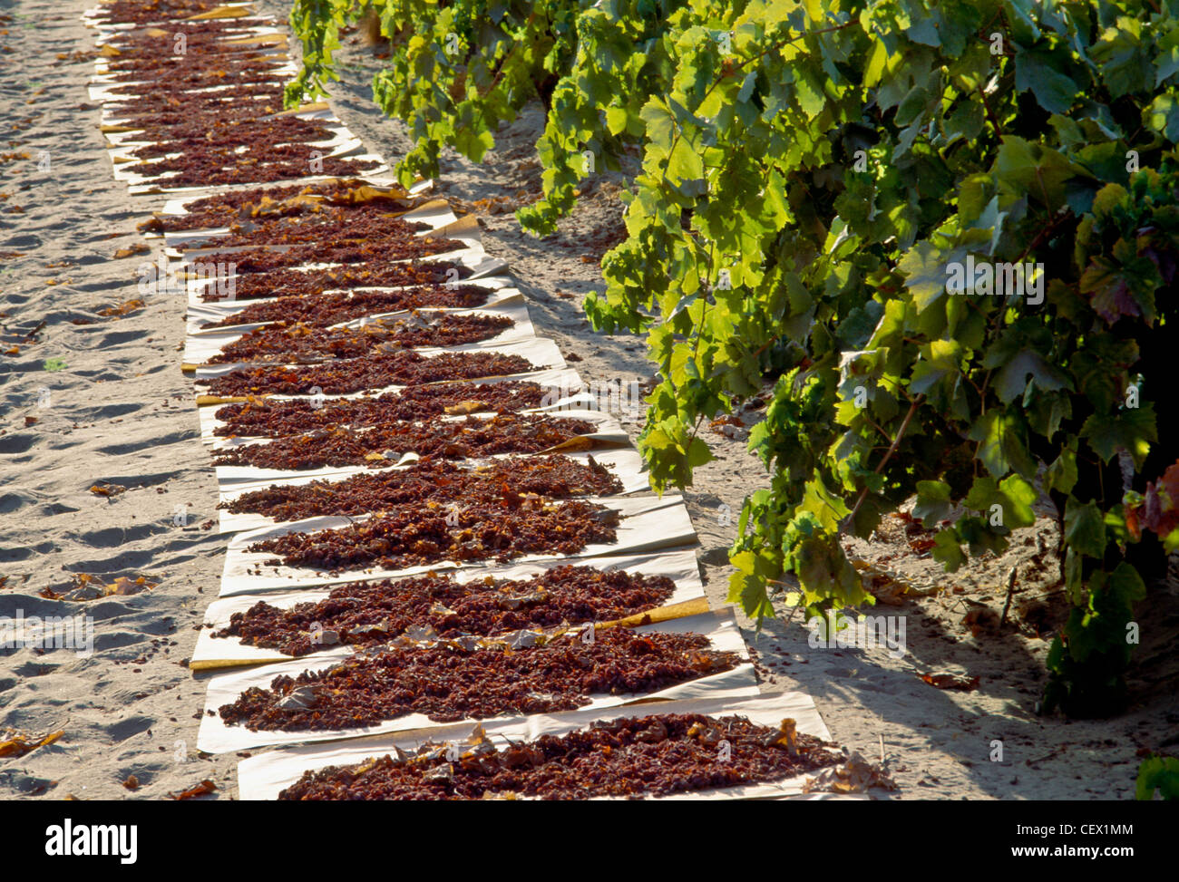 Raisin Trays drying in the sun Stock Photo Alamy