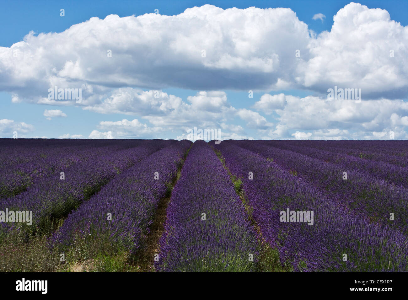 Rows of lavendar at Snowshill Lavender Farm. Stock Photo