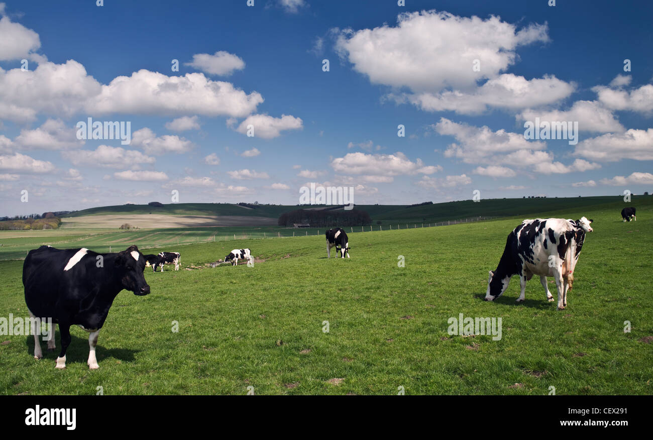 Cows grazing on the Wessex Ridgeway. Stock Photo