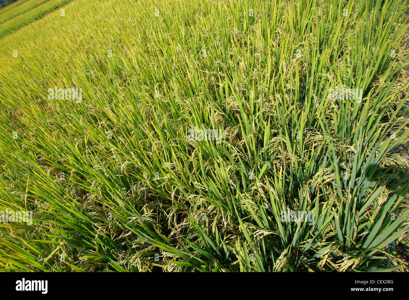 Primary fields hi-res stock photography and images - Alamy