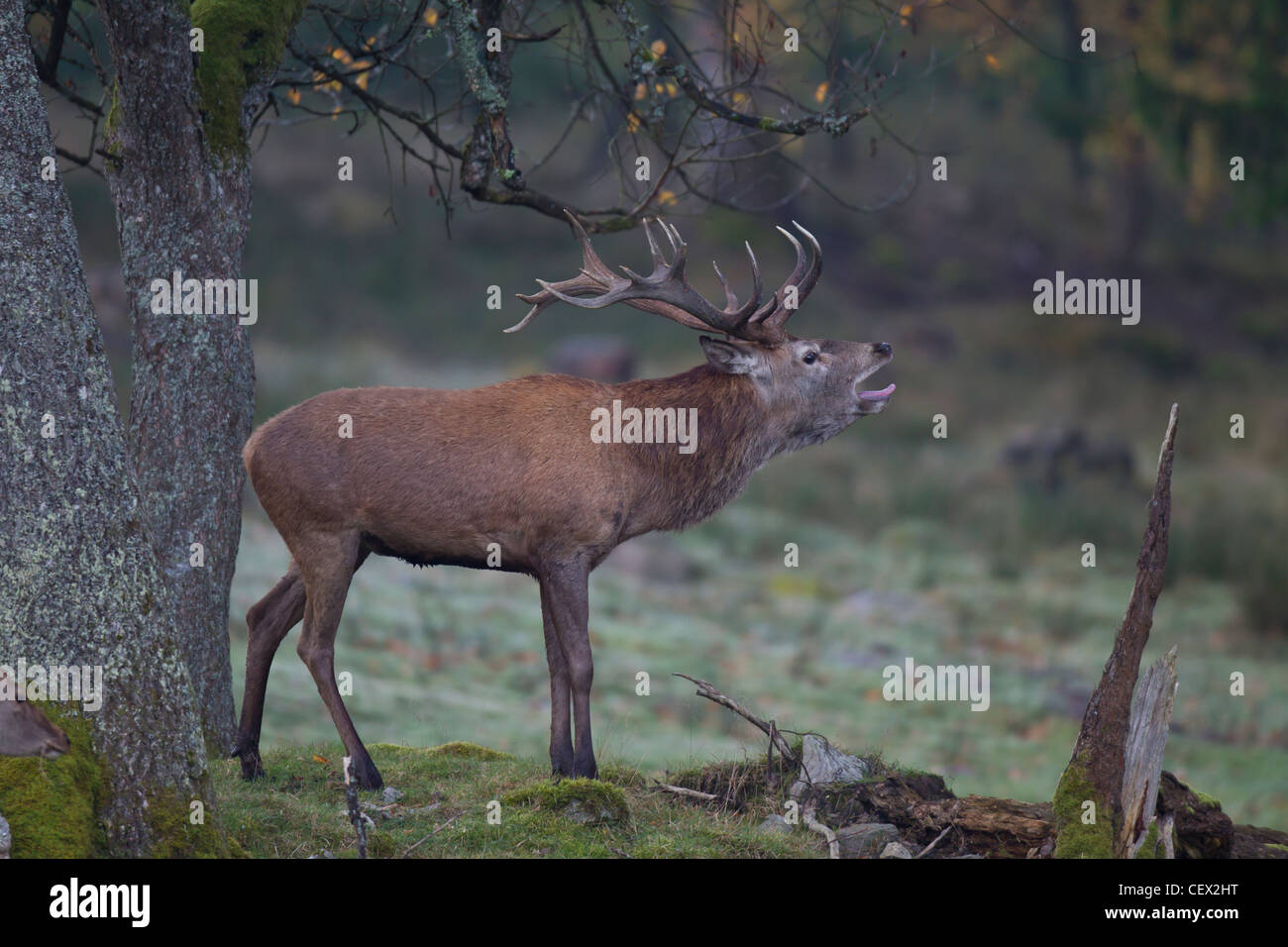 Rothirsch, Cervus elaphus, red deer Stock Photo