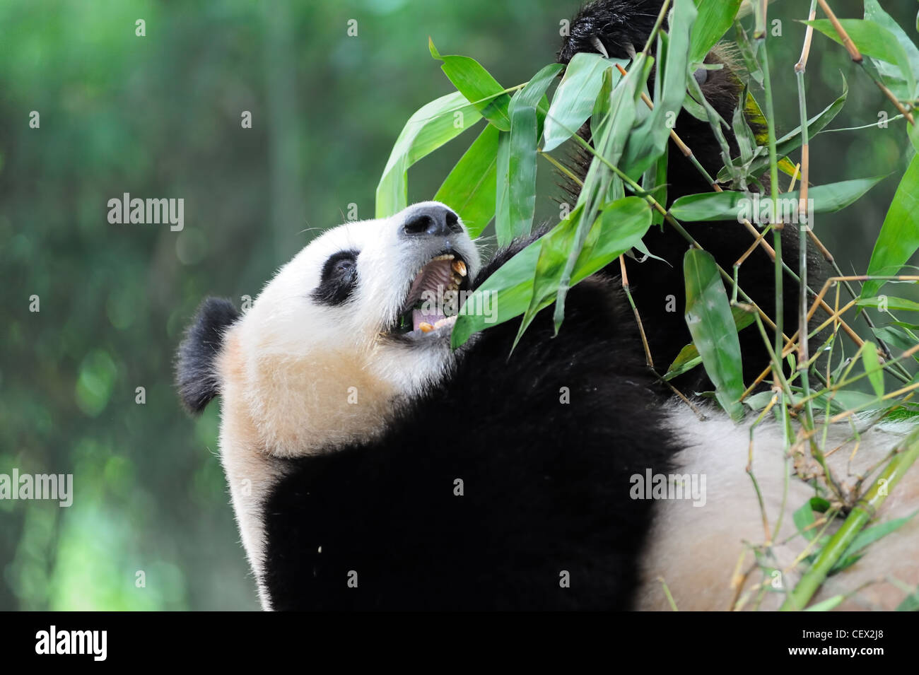 A giant panda lying on the ground and eating bamboo Stock Photo