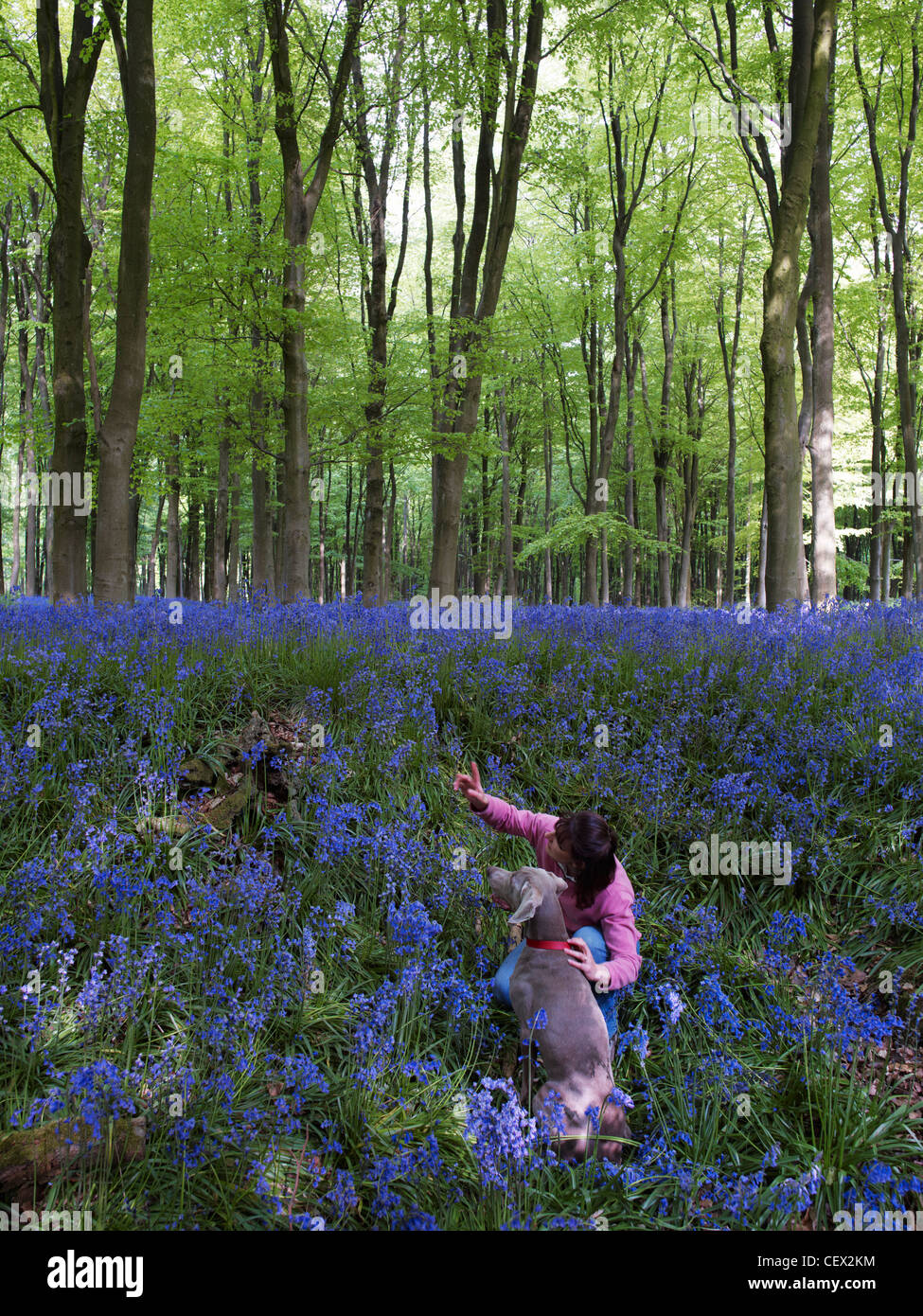 A woman with her dog (weimaraner) exploring the bluebells in West Woods. Stock Photo
