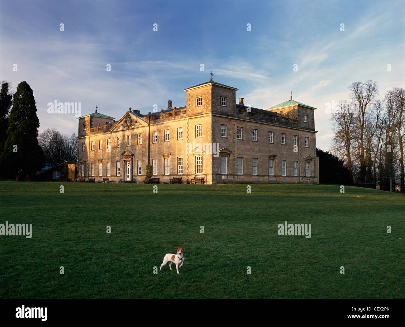 A Jack Russell dog on the lawn in front of historic Lydiard House, a stately home set in parkland near Swindon. Stock Photo