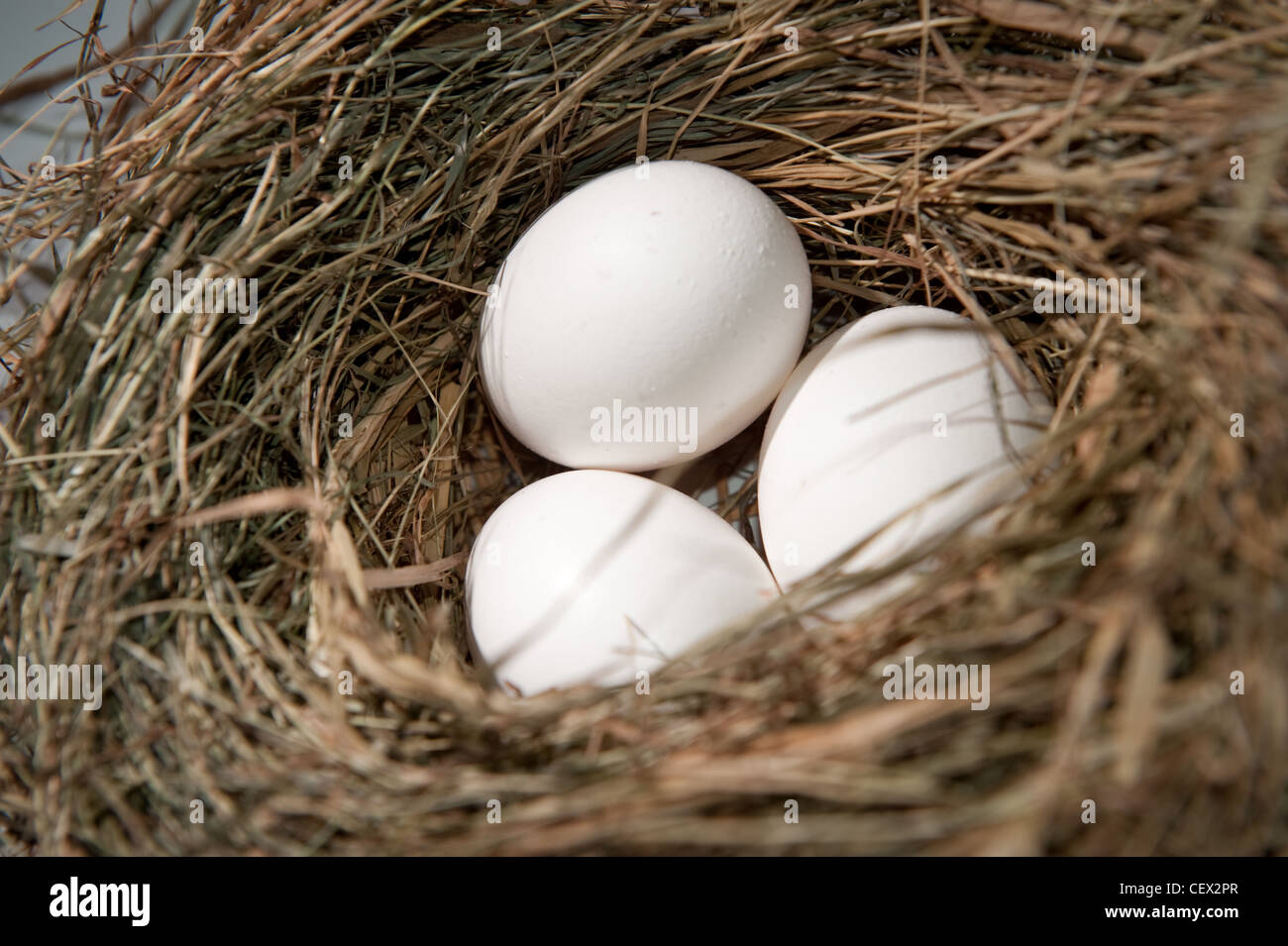 Three white eggs in the straw nest Stock Photo - Alamy