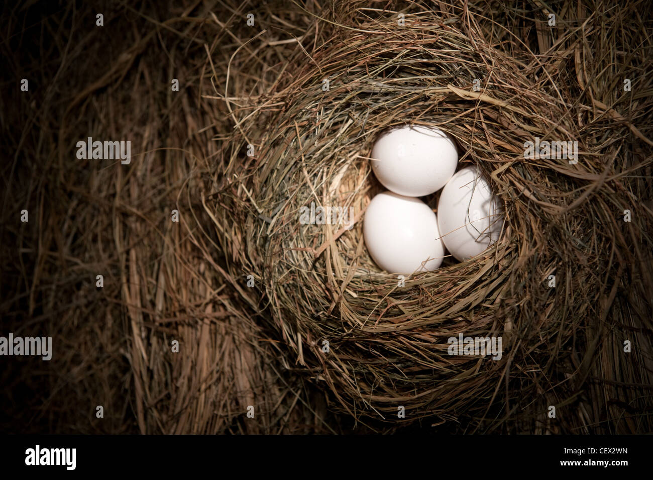 Three white eggs in the straw nest Stock Photo - Alamy