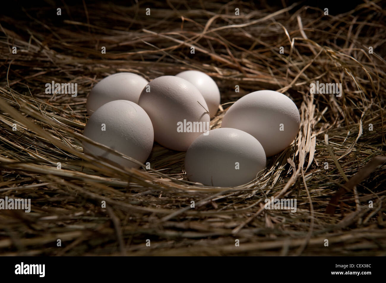 Several white eggs on a straw background Stock Photo - Alamy