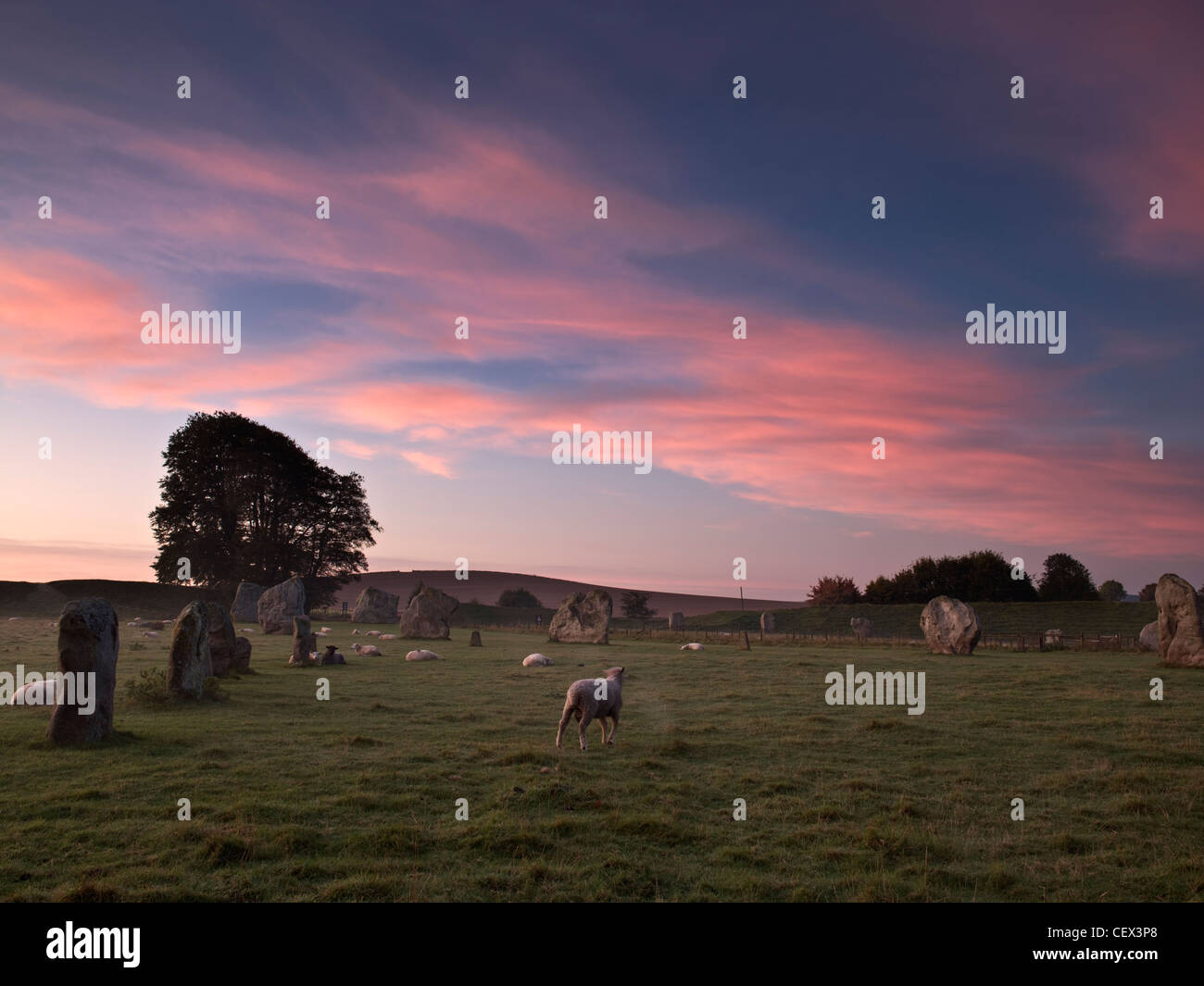 Sheep grazing by Avebury stone circle, one of Europe's largest prehistoric stone circles, at dawn. Stock Photo