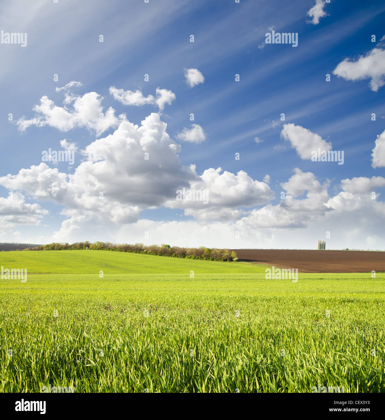 agricultural green field under cloudy sky Stock Photo - Alamy