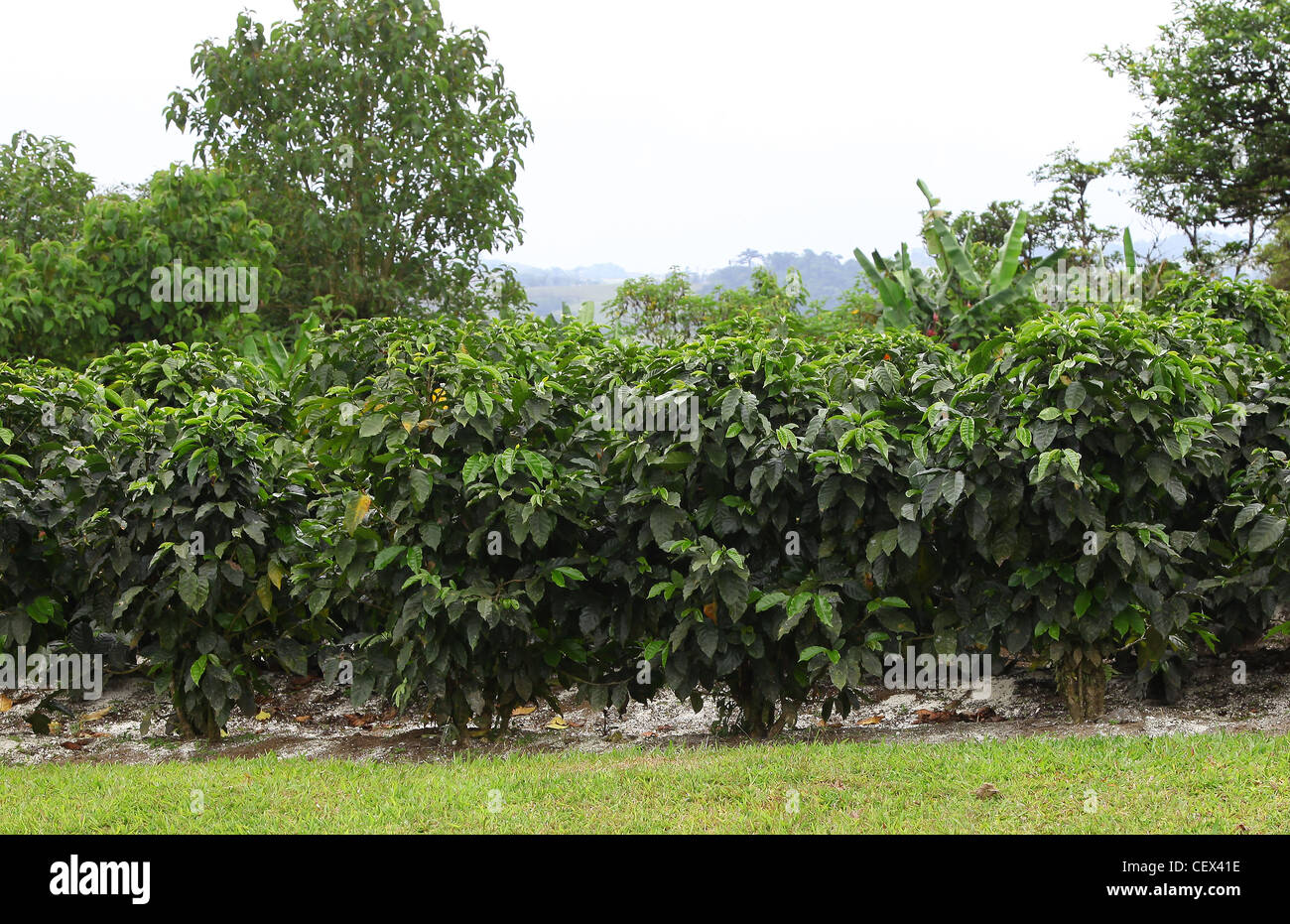 Coffee bushes growing in the gardens of Villa Blanca Los Angeles Cloud Forest reserve Costa Rica Central America Stock Photo