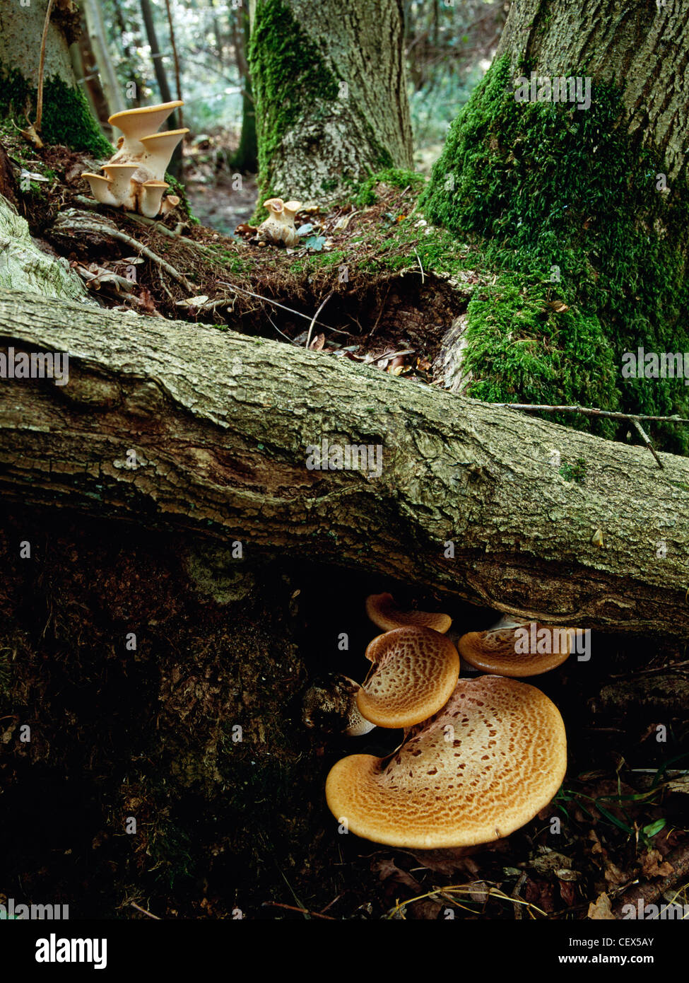 Fungi - dryads saddle (polyporus squamosus) growing in woodland. Stock Photo