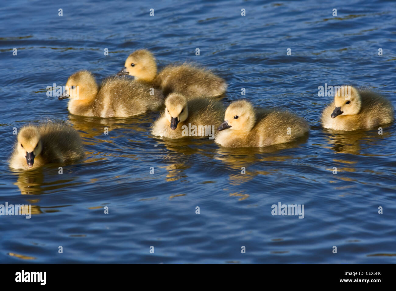 Canada Geese (branta canadensis) goslings. Stock Photo