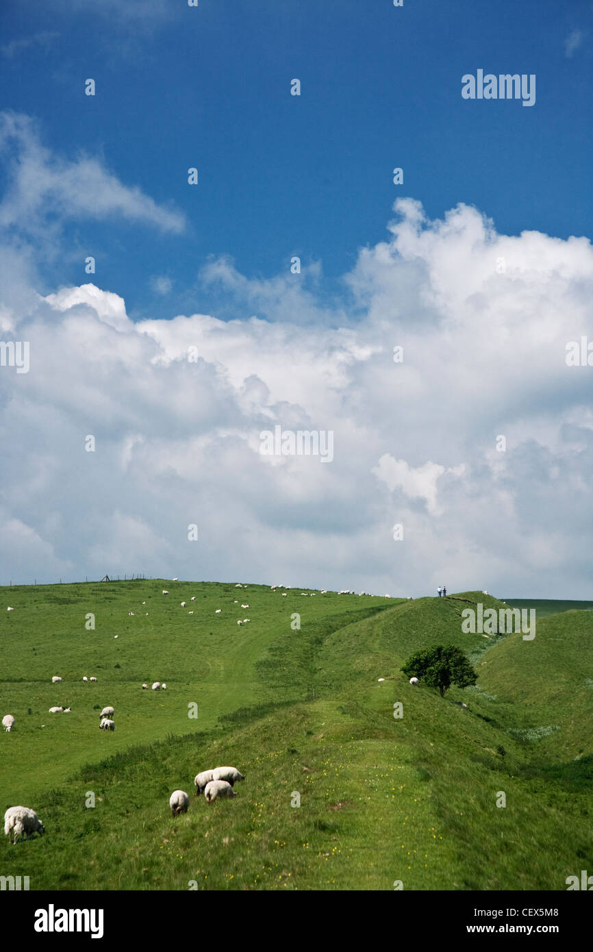 Walkers and sheep on the Wansdyke Way path in Wiltshire. Stock Photo