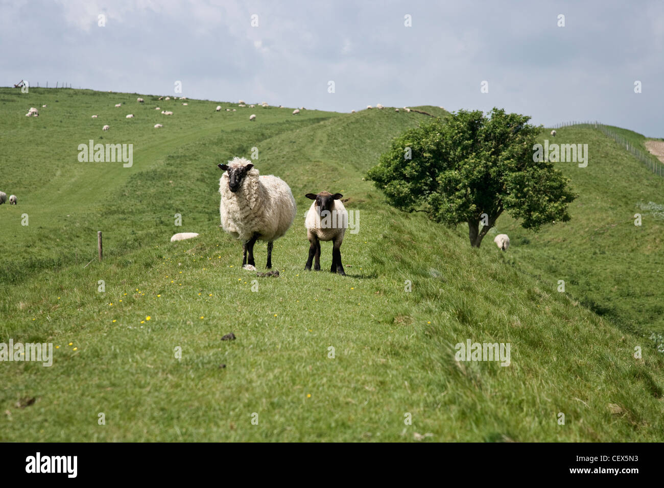 A sheep and her lamb on the Wansdyke Way long distance path in Wiltshire. Stock Photo