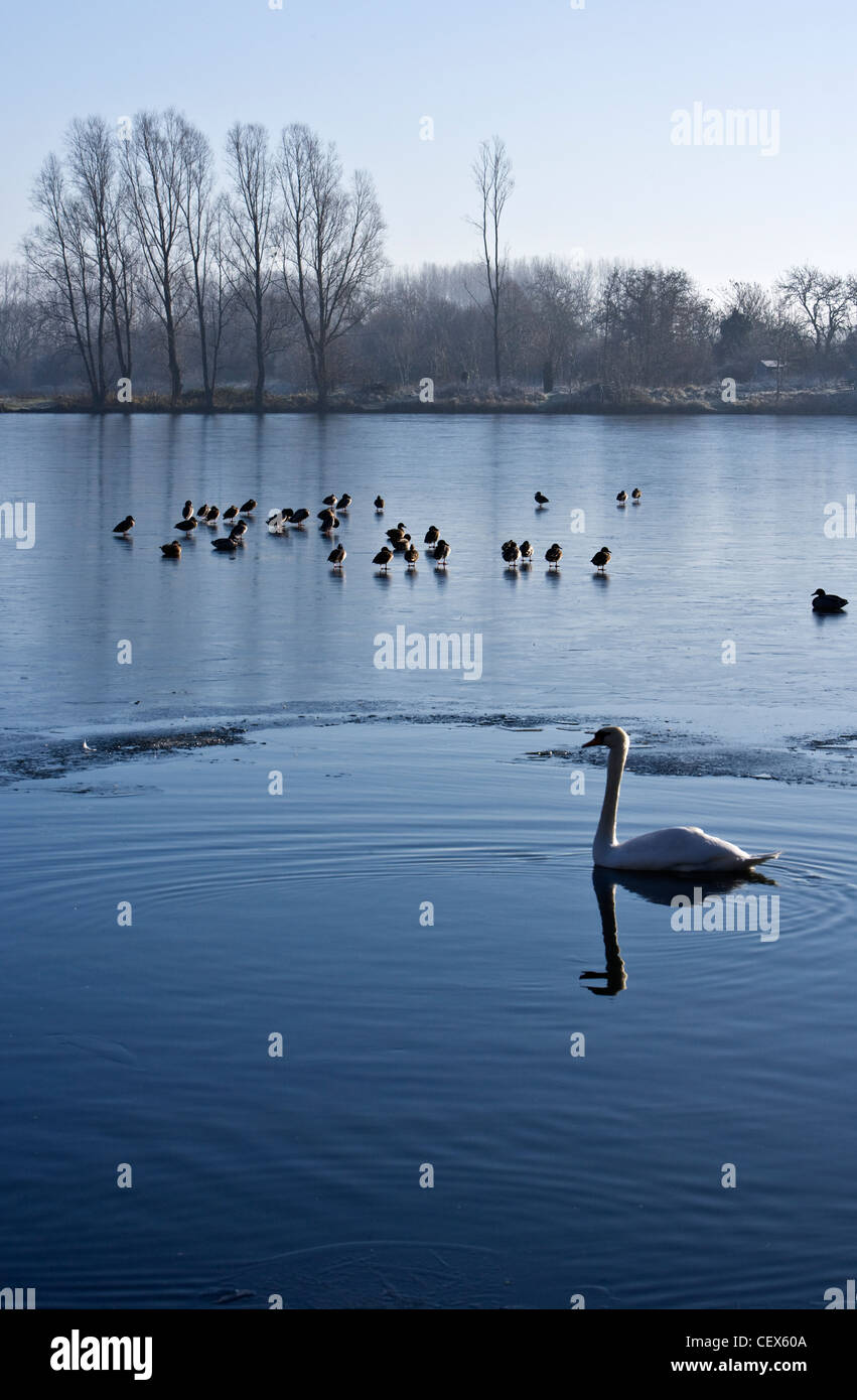 Ducks standing on the surface of a frozen lake while a swan swims in the only unfrozen part of the lake in the foreground at the Stock Photo