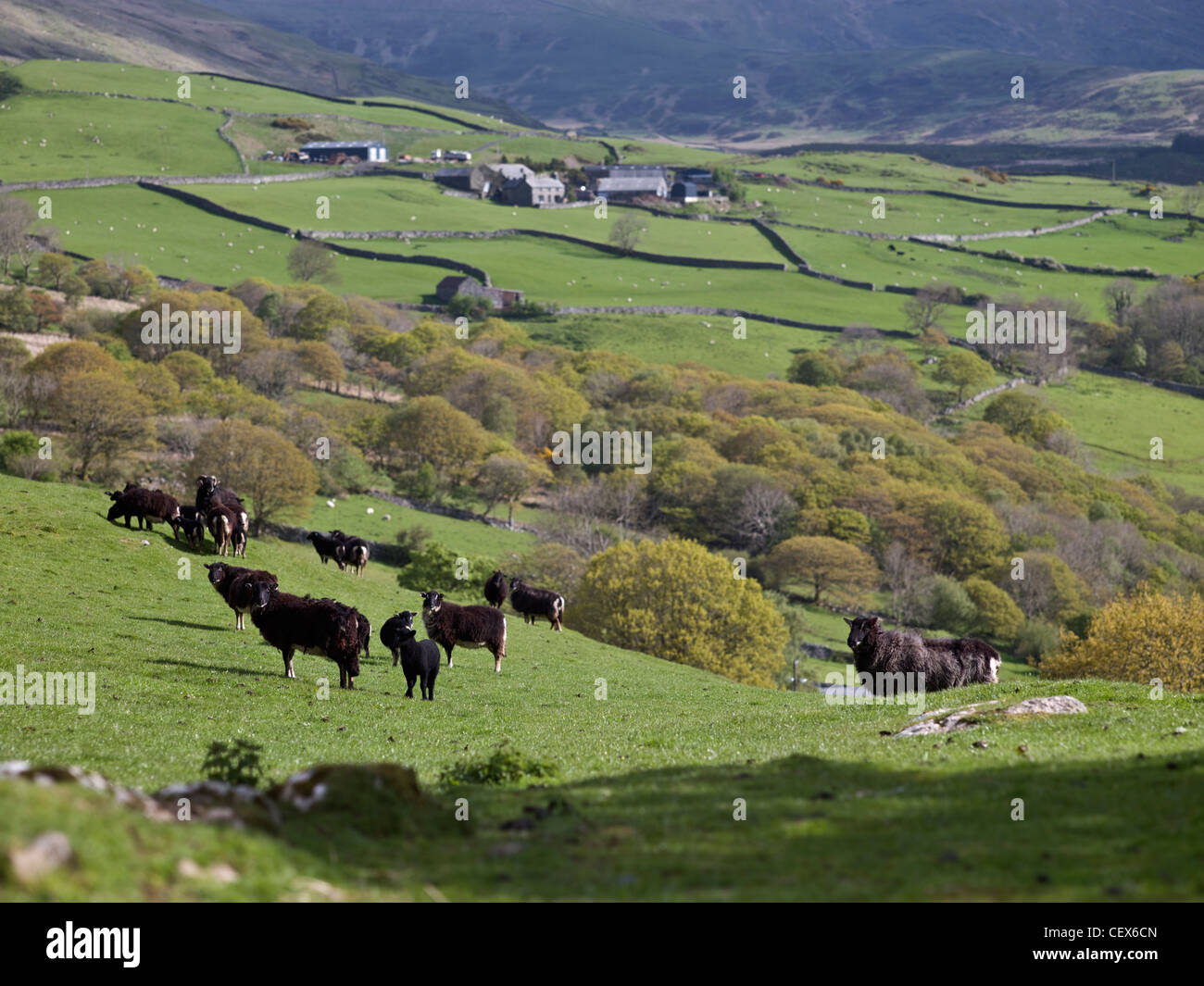 Welsh black mountain sheep grazing on farmland in the hills above the Mawddach Estuary. Stock Photo