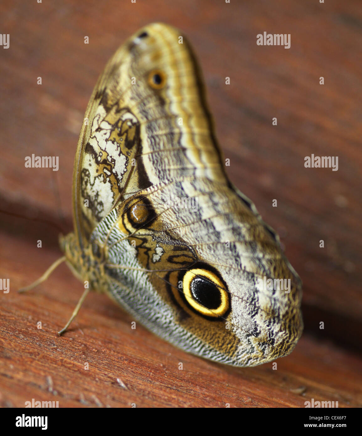An Owl Butterfly (Caligo Eurilochus) showing the means of warding off predators such as a large eye spot Stock Photo
